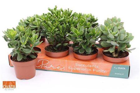 Горшечные цветы и растения оптом Crass Gem от 8шт из Голландии с доставкой по России