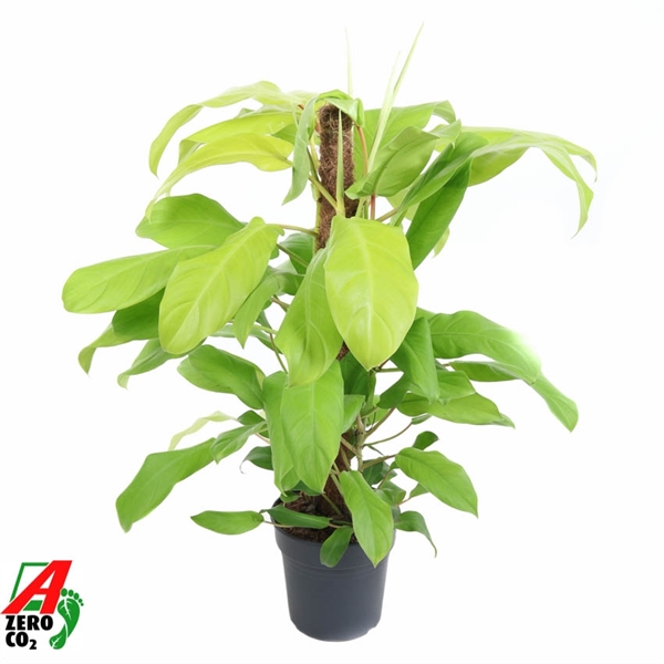 Горшечные цветы и растения оптом Philodendron Malay Gold от 1шт из Голландии с доставкой по России