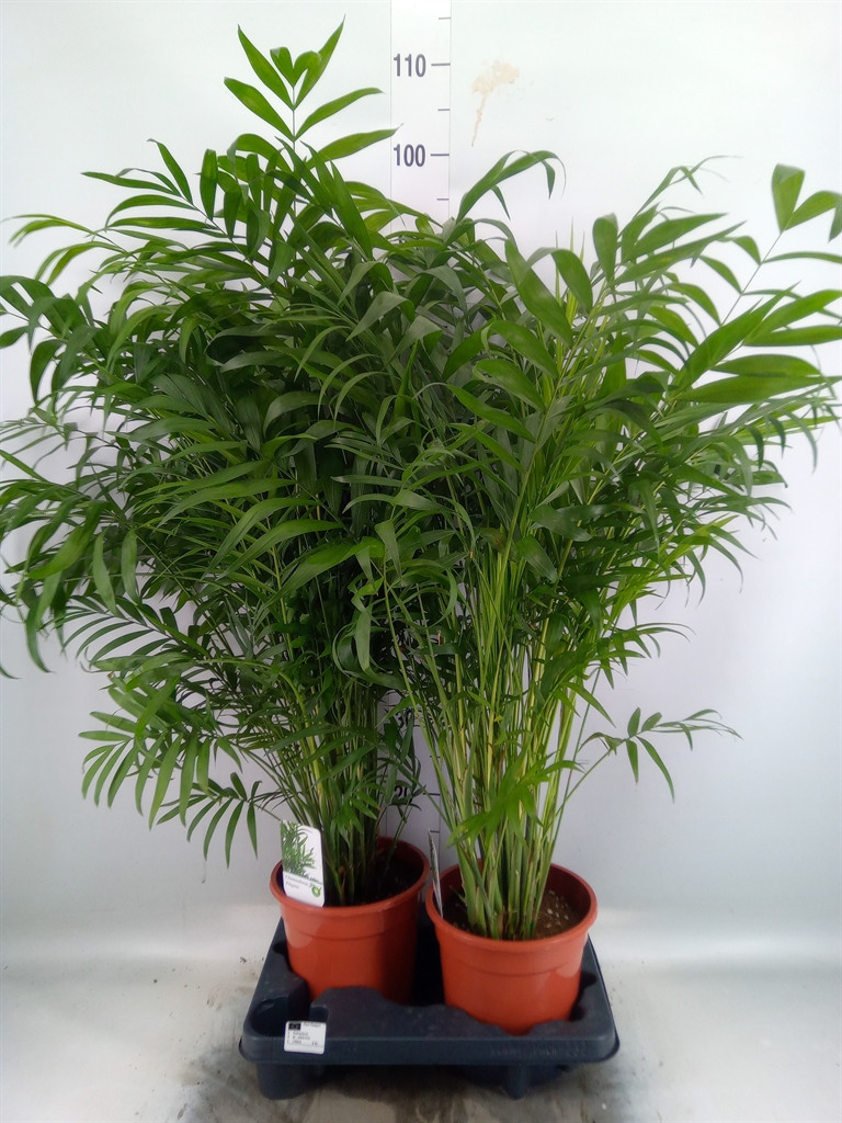 Горшечные цветы и растения оптом Chamaedorea Elegans от 2шт из Голландии с доставкой по России