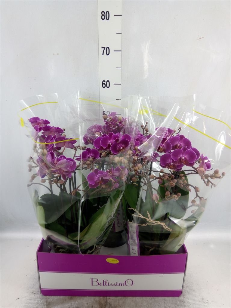 Горшечные цветы и растения оптом Phalaenopsis Multi.   ...lilac от 3шт из Голландии с доставкой по России