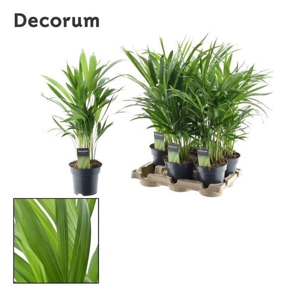 Горшечные цветы и растения оптом Dypsis Lutescens Feel Green (decorum) от 6шт из Голландии с доставкой по России