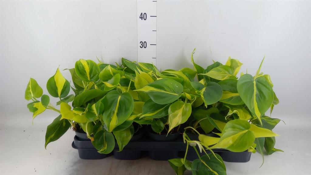 Горшечные цветы и растения оптом Philodendron Scandens Brasil от 10шт из Голландии с доставкой по России