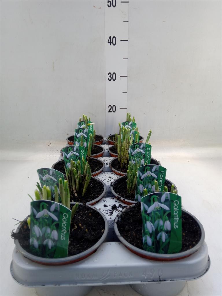 Горшечные цветы и растения оптом Galanthus Nivalis   ...in Pot от 10шт из Голландии с доставкой по России