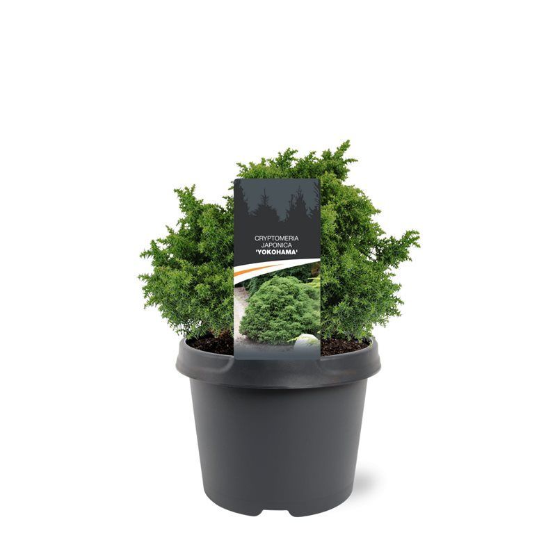 Горшечные цветы и растения оптом Cryptomeria Jap Yokohama от 1шт из Голландии с доставкой по России