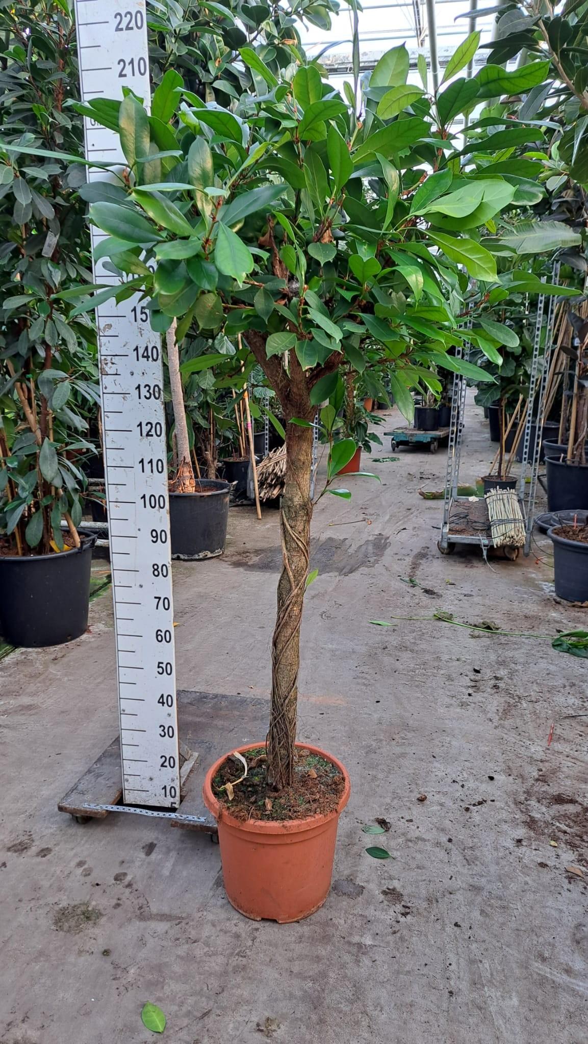 Горшечные цветы и растения оптом Ficus Cyathistipula On Stem A от 1шт из Голландии с доставкой по России