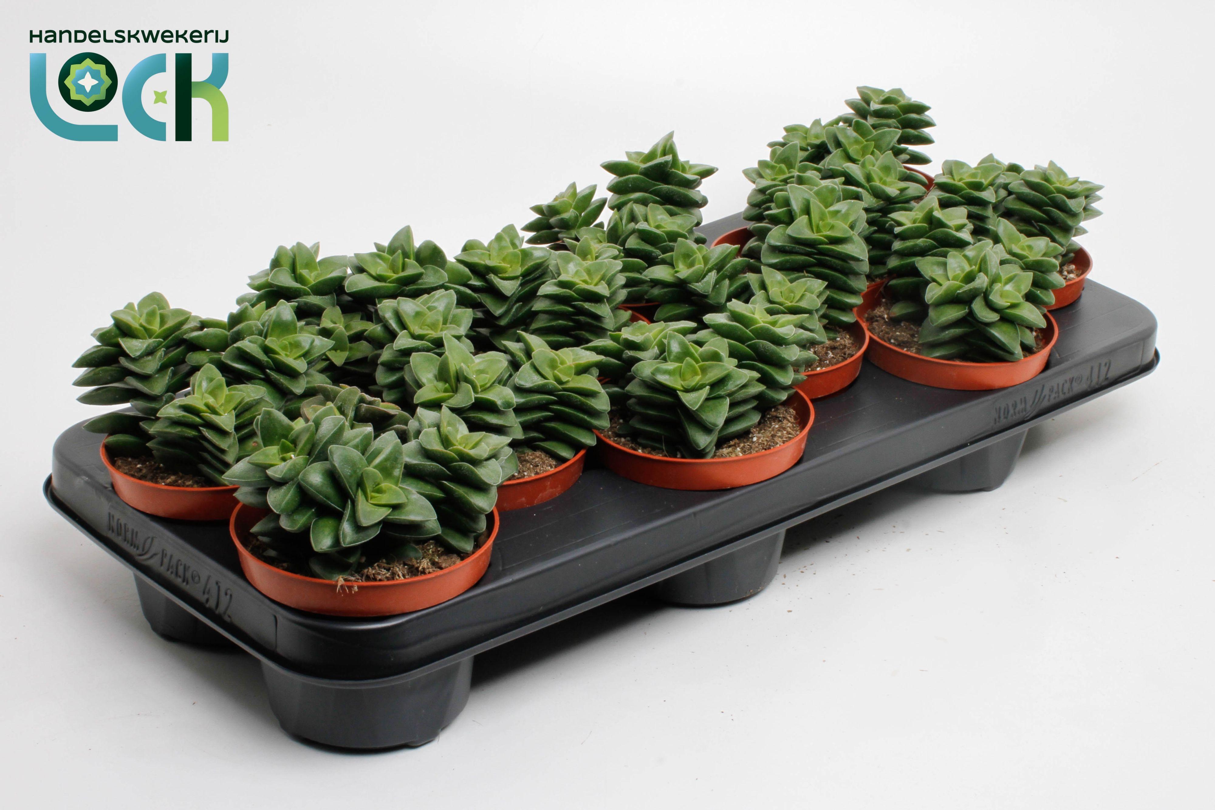Горшечные цветы и растения оптом Crassula Spring Time от 9шт из Голландии с доставкой по России