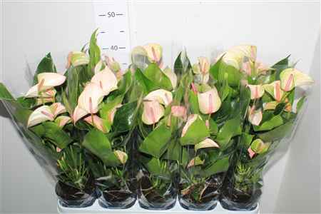 Горшечные цветы и растения оптом Anthu Joli Pulse 4+ от 10шт из Голландии с доставкой по России