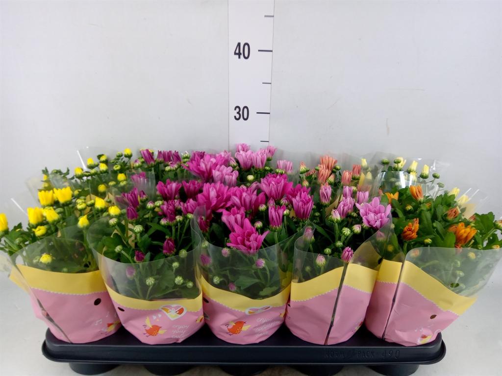 Горшечные цветы и растения оптом Chrysanthemum   ..mix 7 от 10шт из Голландии с доставкой по России