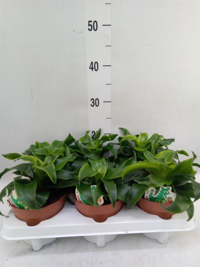 Горшечные цветы и растения оптом Dracaena Fr De   ... от 6шт из Голландии с доставкой по России