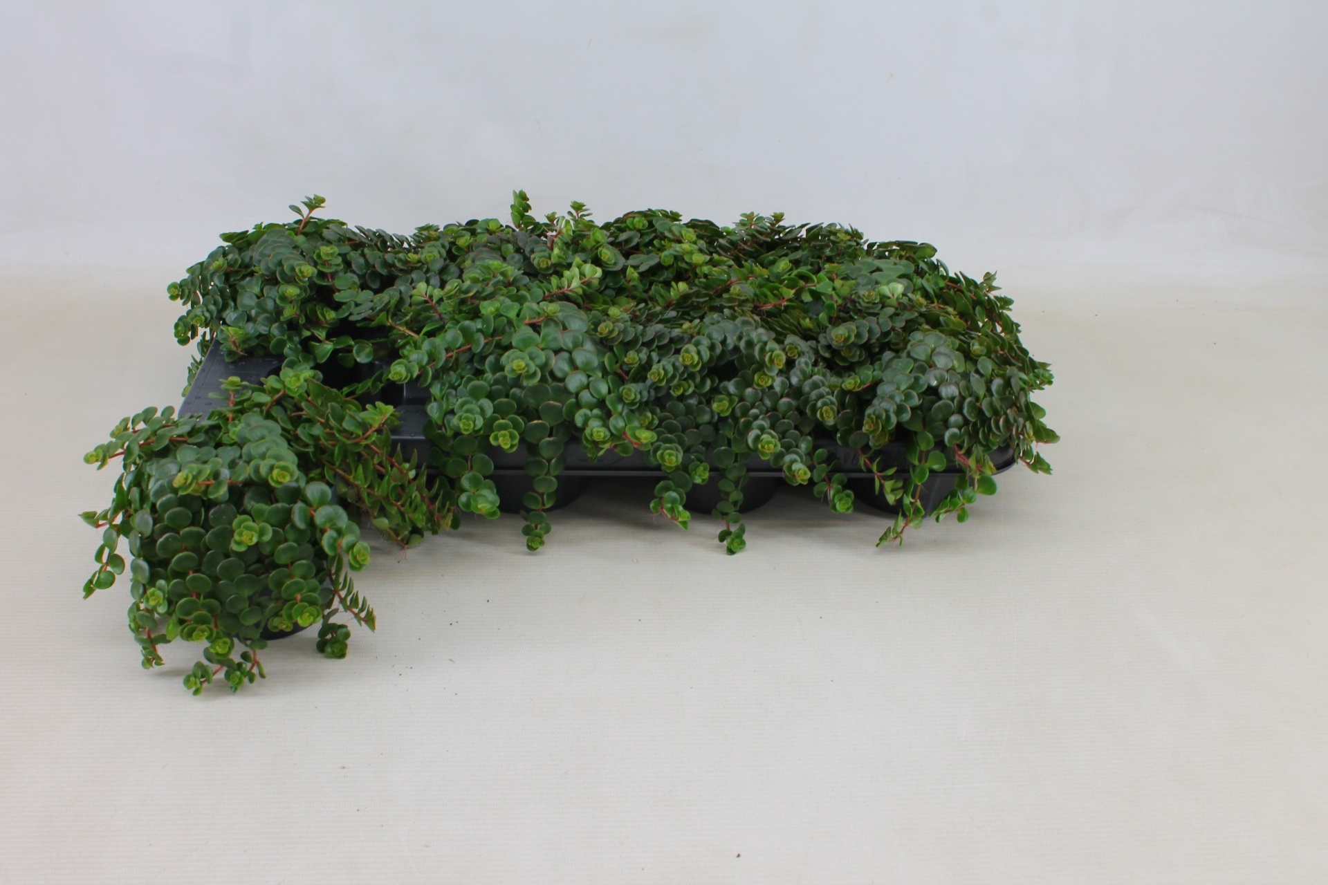 Горшечные цветы и растения оптом Sedum Ma Kosmosje от 8шт из Голландии с доставкой по России