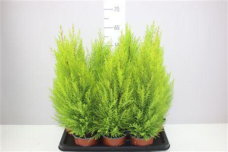 Горшечные цветы и растения оптом Cupressus Wilma от 7шт из Голландии с доставкой по России Горшечные цветы и растения оптом Cupressus Wilma от 7шт из Голландии с доставкой по России