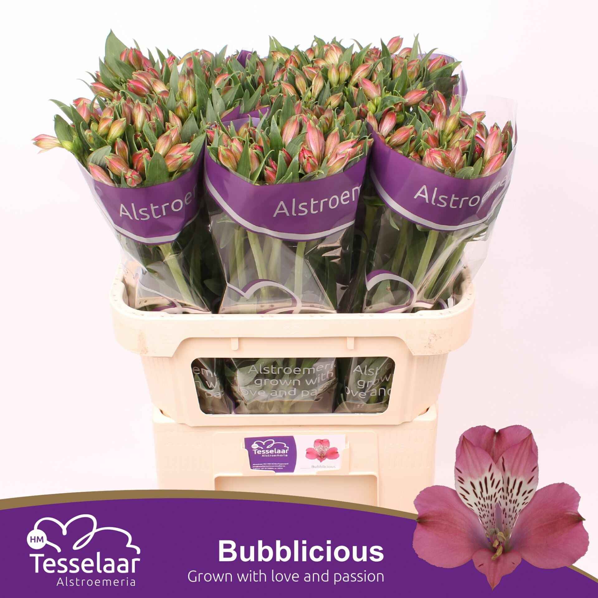 Срезанные цветы оптом Alstroemeria bubblicious от 60шт из Голландии с доставкой по России