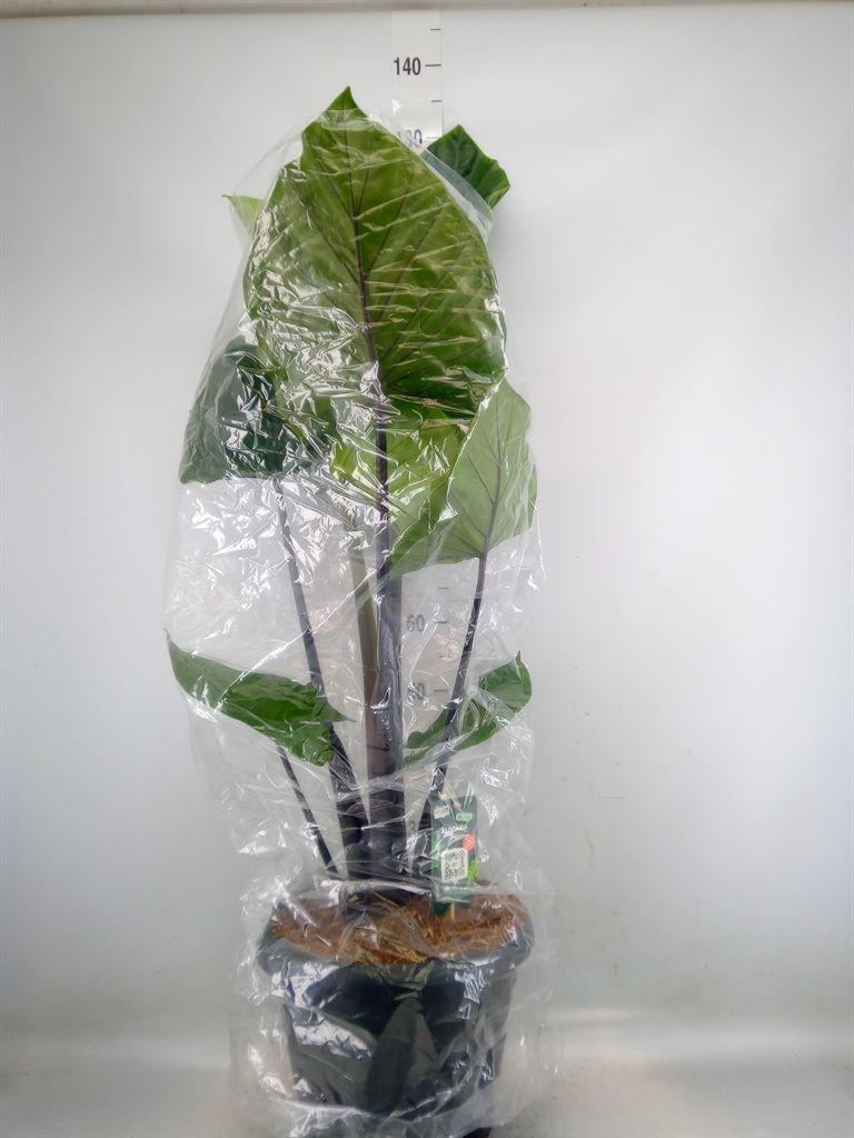 Горшечные цветы и растения оптом Alocasia   ... от 1шт (для телеги) из Голландии с доставкой по России