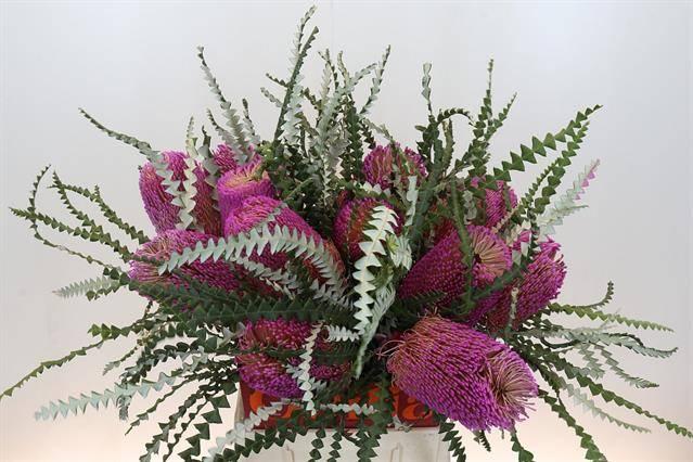 Срезанные цветы оптом Banksia paint speciosa pink от 16шт из Голландии с доставкой по России