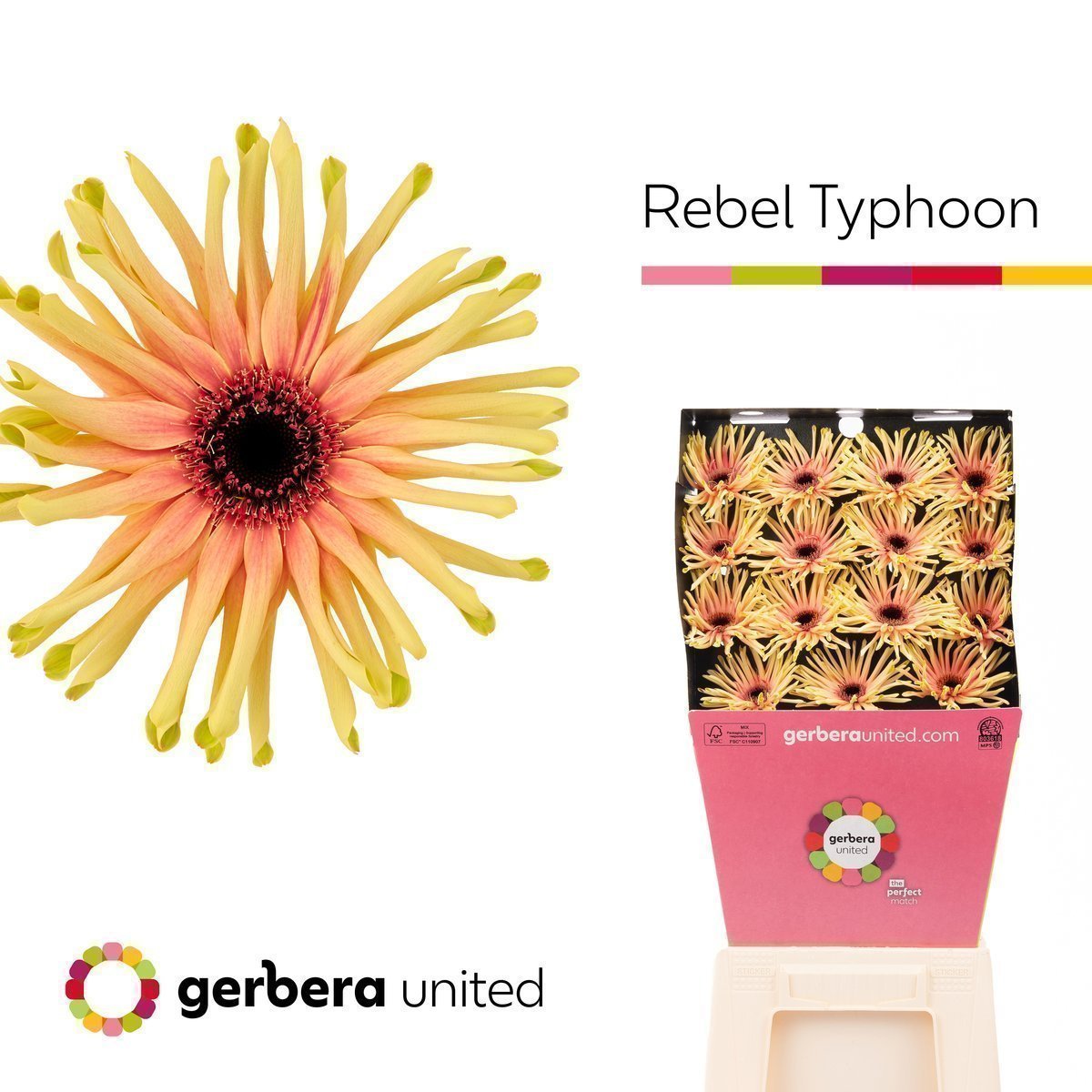 Срезанные цветы оптом Gerbera diamond rebel typhoon от 45шт из Голландии с доставкой по России