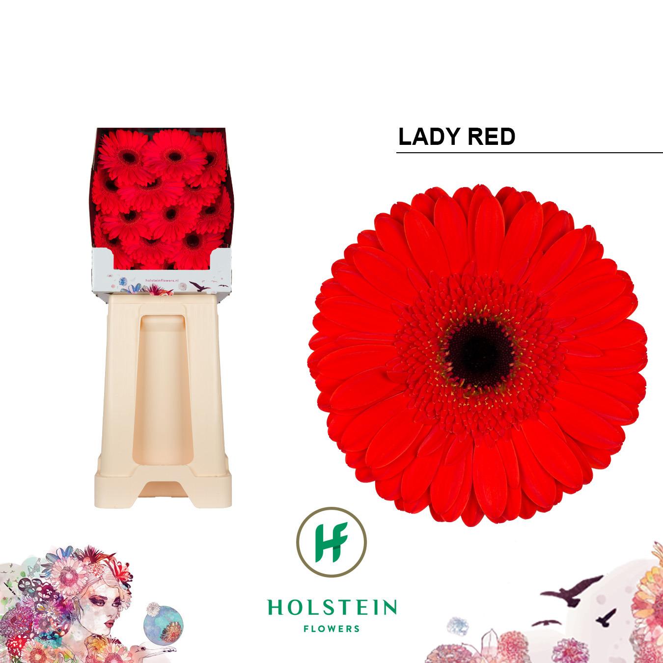 Срезанные цветы оптом Gerbera diamond lady red от 45шт из Голландии с доставкой по России