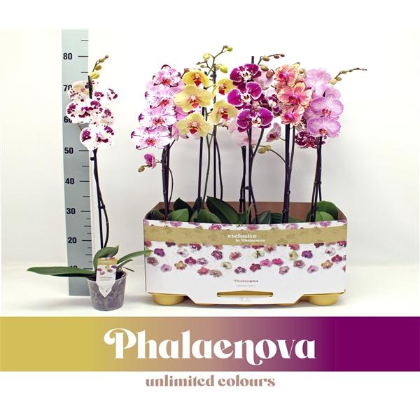 Горшечные цветы и растения оптом Phal 1st Taiwan Mix 9+ (phalaenova) от 10шт из Голландии с доставкой по России