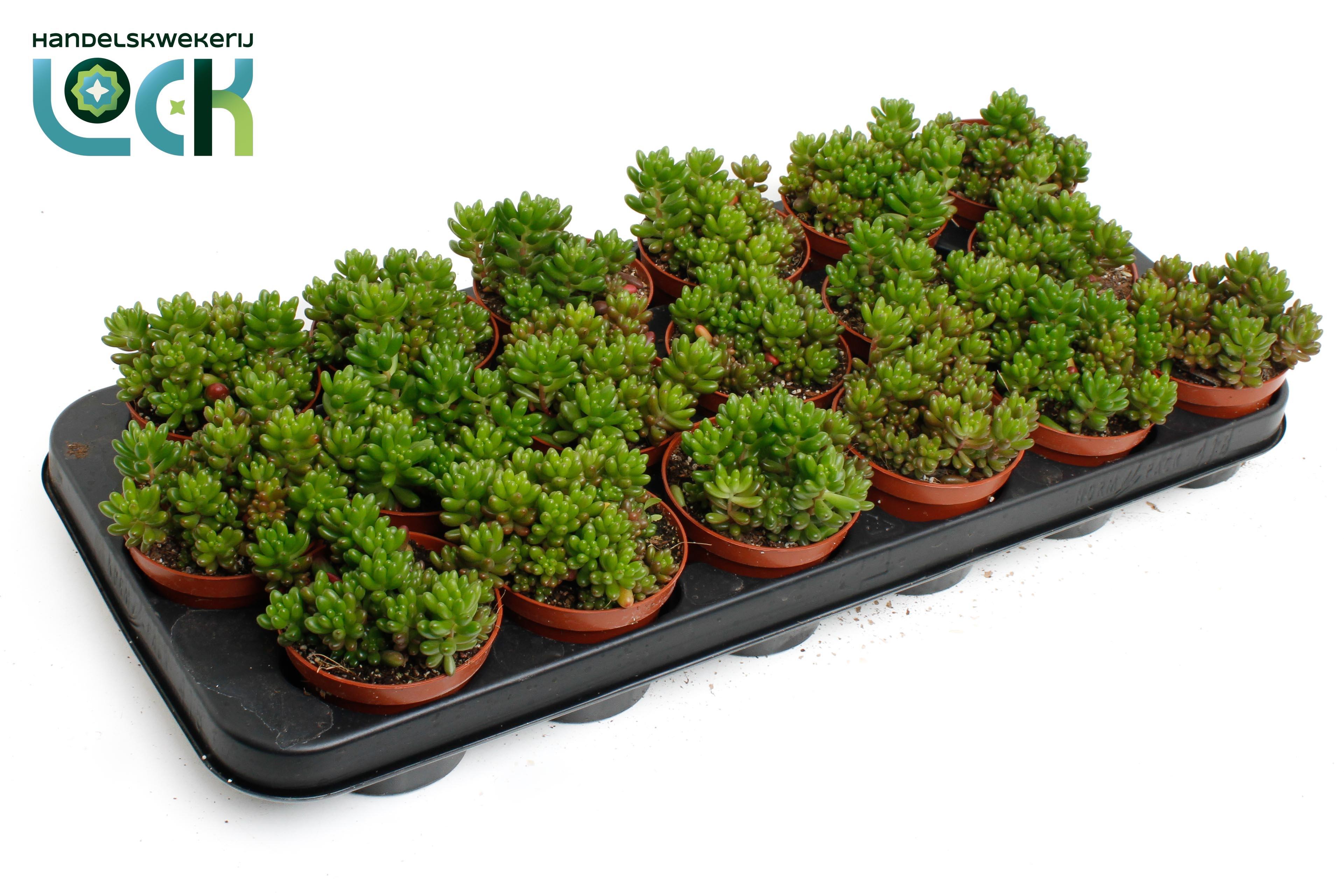 Горшечные цветы и растения оптом Sedum Rubrotinctum от 12шт (для телеги) из Голландии с доставкой по России