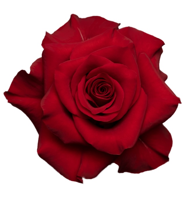 Срезанные цветы оптом Rosa ec mamma mia от 125шт из Голландии с доставкой по России