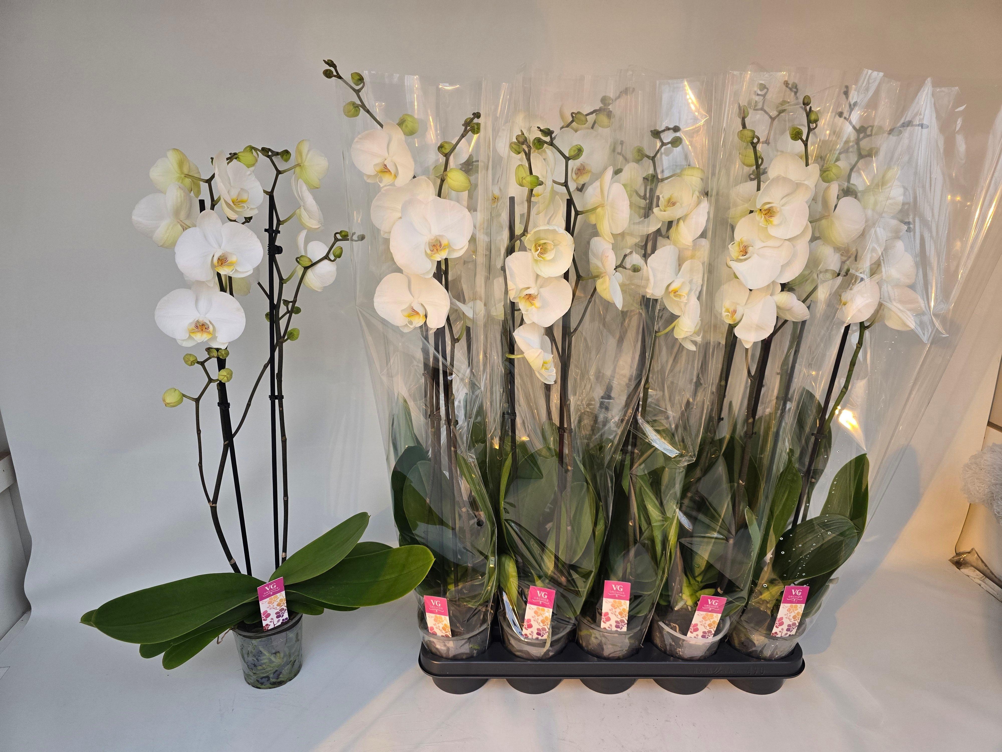 Горшечные цветы и растения оптом Phal Ov Wit от 10шт из Голландии с доставкой по России