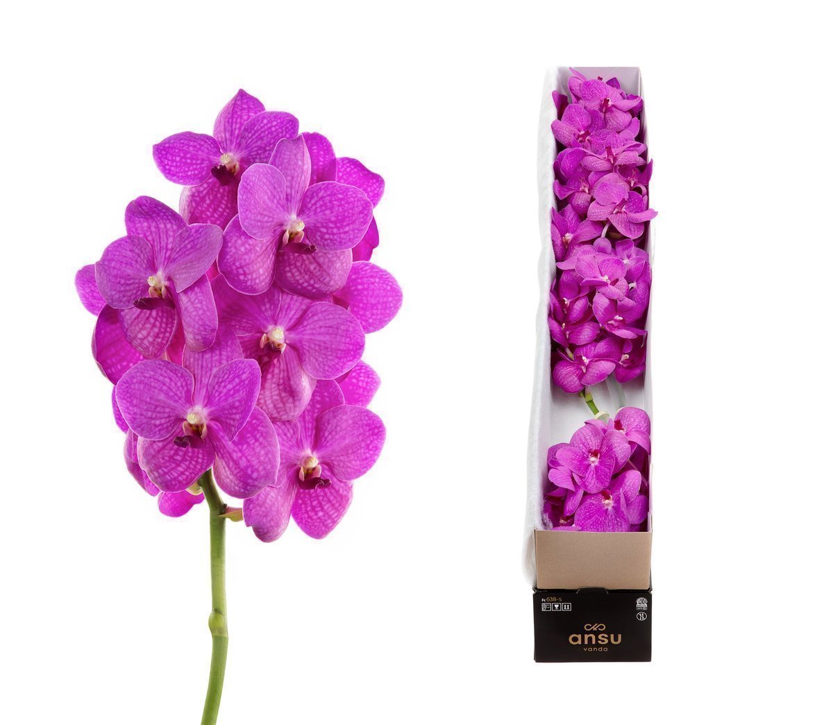 Срезанные цветы оптом Vanda nitaya hot pink от 5шт из Голландии с доставкой по России