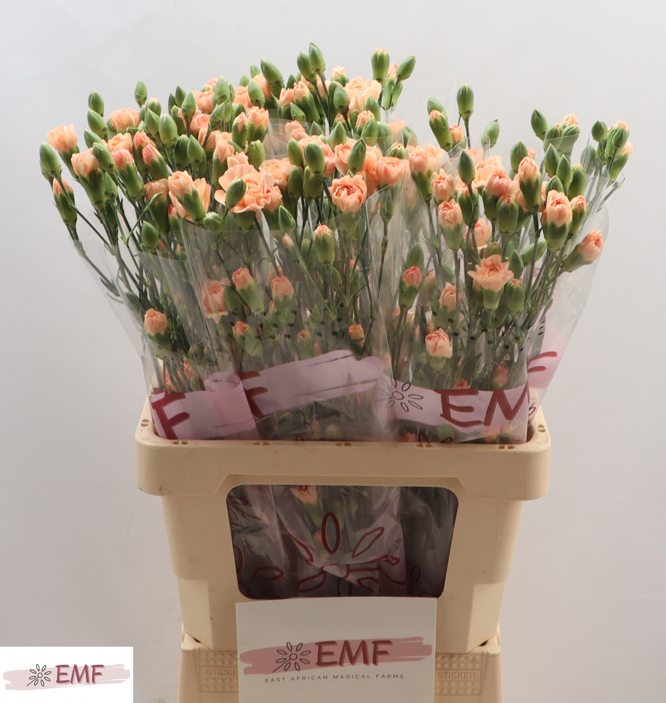 Срезанные цветы оптом Dianthus sp salada от 60шт из Голландии с доставкой по России