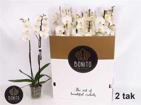 Горшечные цветы и растения оптом Phal 2st White Silhouette 20+ (bonito) от 12шт из Голландии с доставкой по России