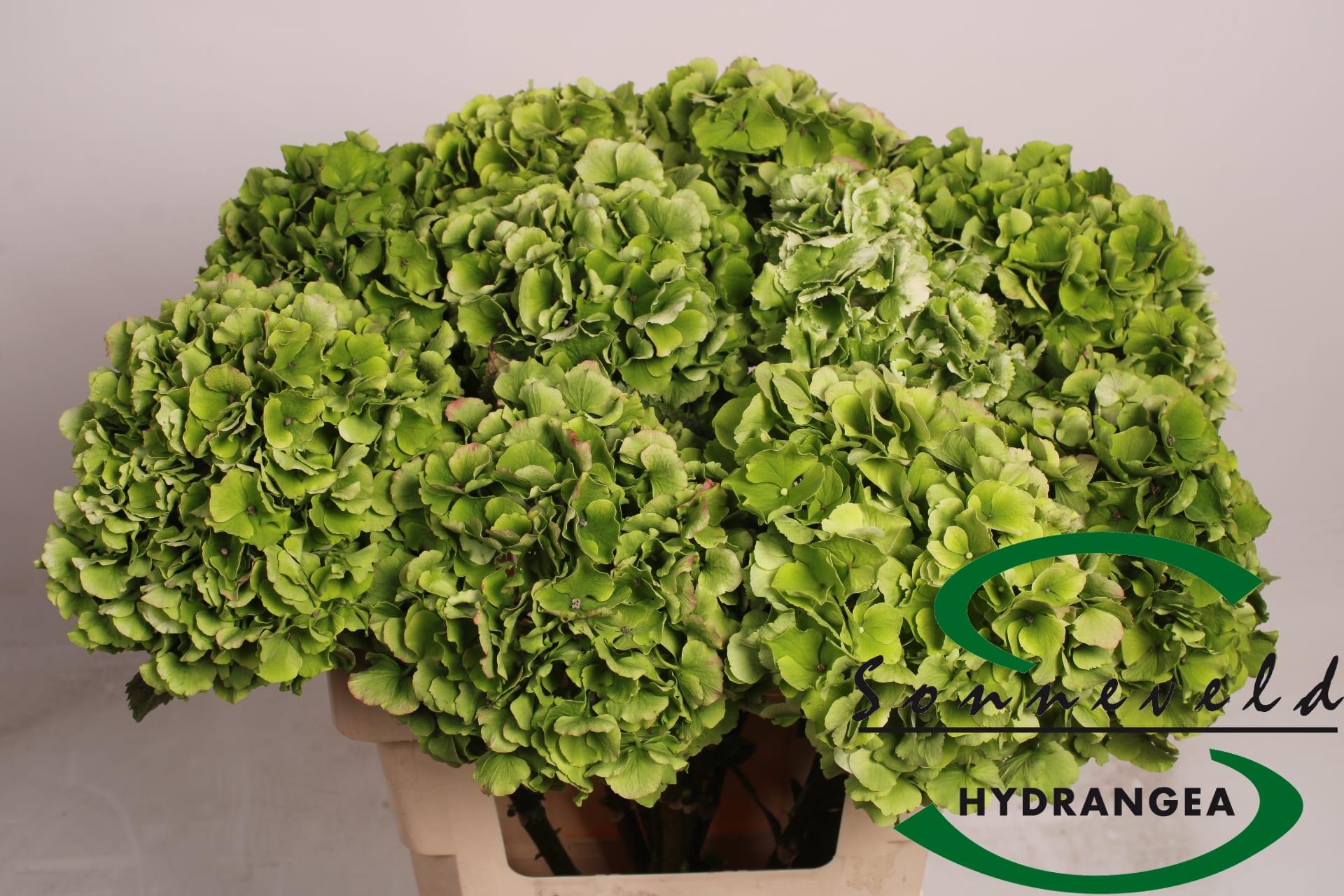 Срезанные цветы оптом Hydrangea mag emerald classic от 10шт из Голландии с доставкой по России