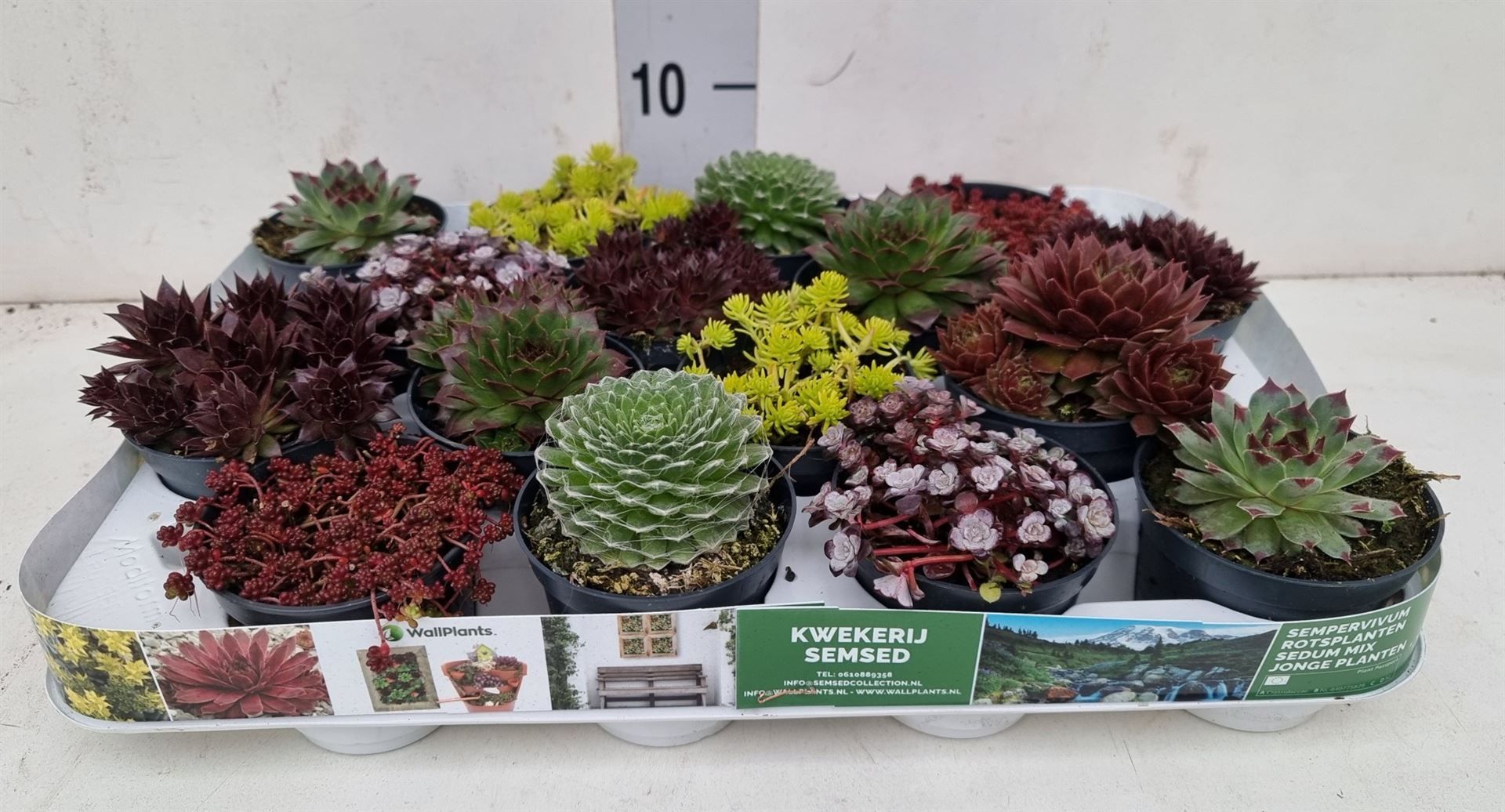 Горшечные цветы и растения оптом Rotsplanten   ...mix   [rock Plant] от 16шт (для телеги) из Голландии с доставкой по России