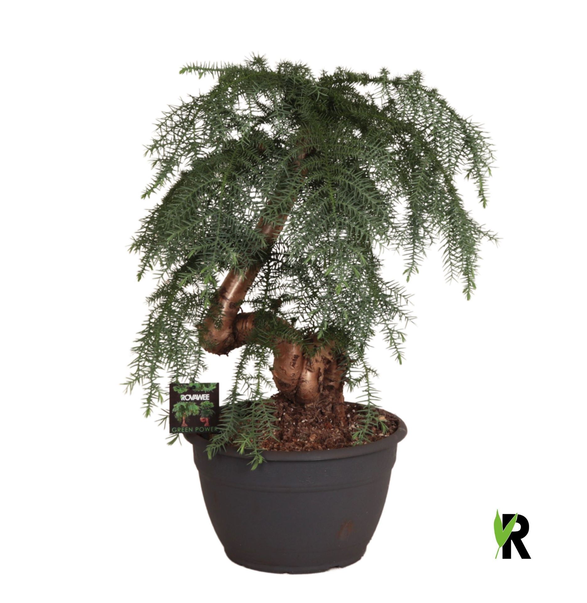 Горшечные цветы и растения оптом Araucaria   ... от 1шт из Голландии с доставкой по России