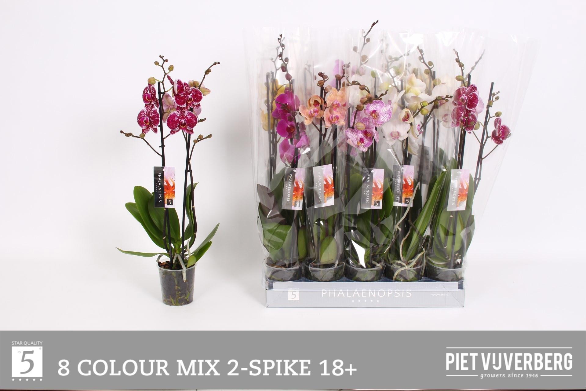 Горшечные цветы и растения оптом Phal Gem 8 Kl от 10шт из Голландии с доставкой по России