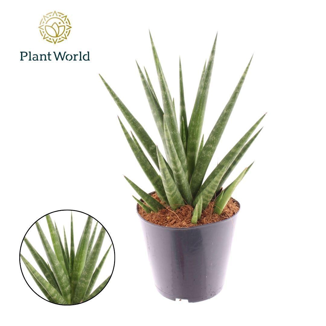 Горшечные цветы и растения оптом Sansevieria Blue Dancing от 10шт из Голландии с доставкой по России