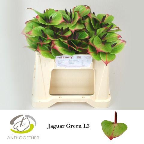 Срезанные цветы оптом Anthurium jaguar green от 60шт из Голландии с доставкой по России