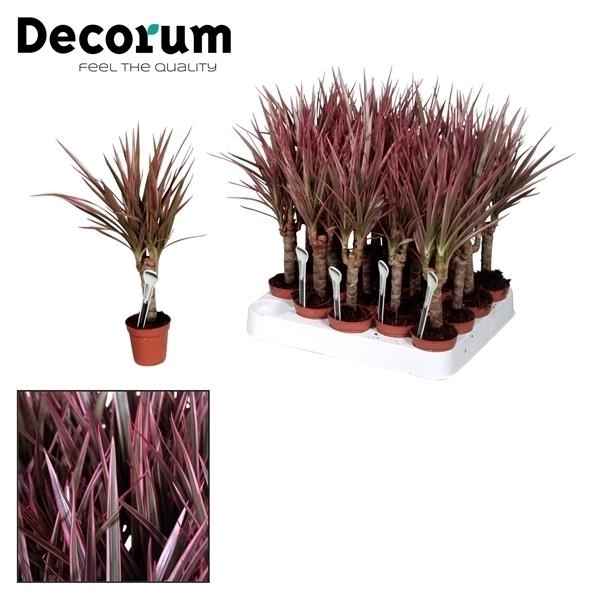Горшечные цветы и растения оптом Drac Make-upz Pink (decorum) от 20шт из Голландии с доставкой по России