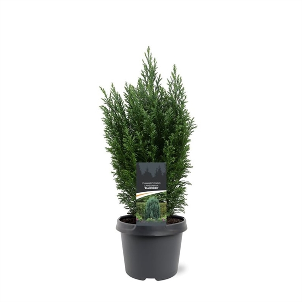 Горшечные цветы и растения оптом Chamaecyparis Laws Ellwoodii от 1шт из Голландии с доставкой по России