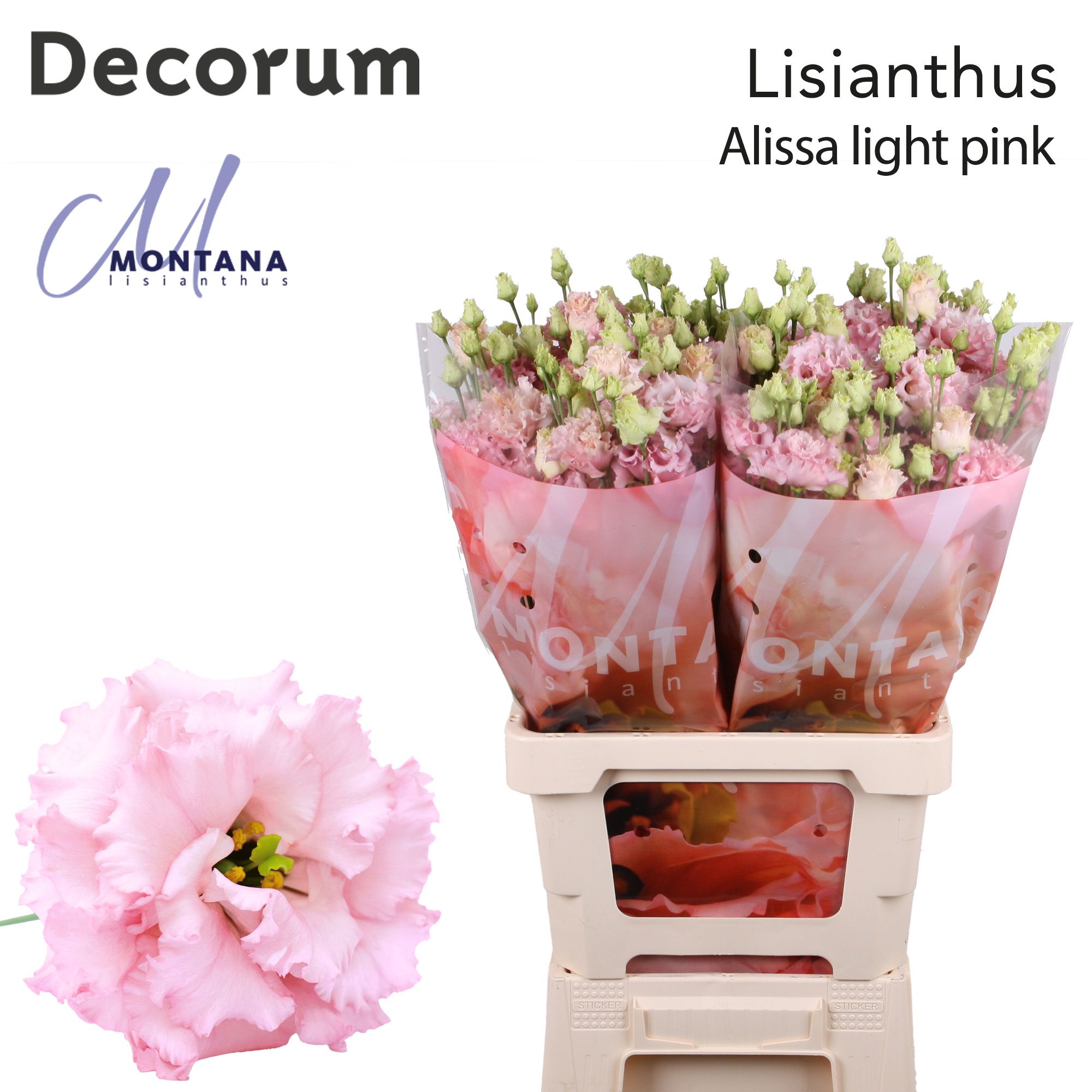 Срезанные цветы оптом Lisianthus do alissa light pink от 20шт из Голландии с доставкой по России