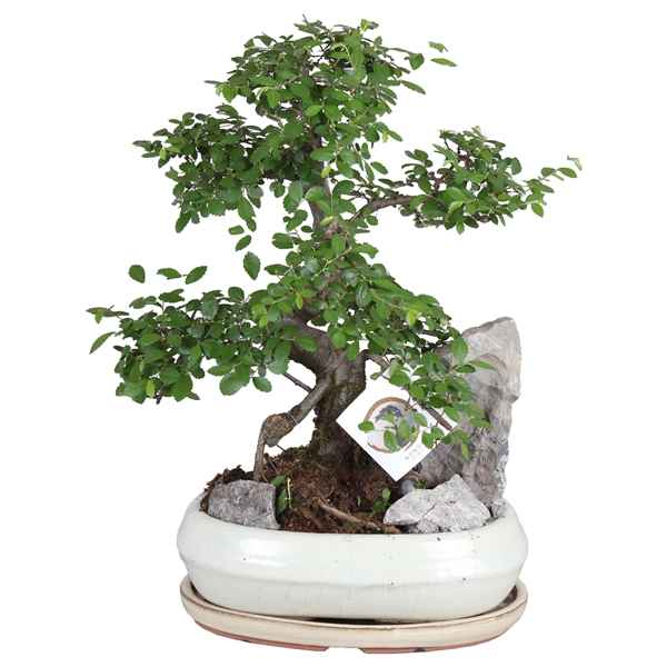 Горшечные цветы и растения оптом Bonsai Mix With Rock In Ceramic With Sauce от 2шт из Голландии с доставкой по России