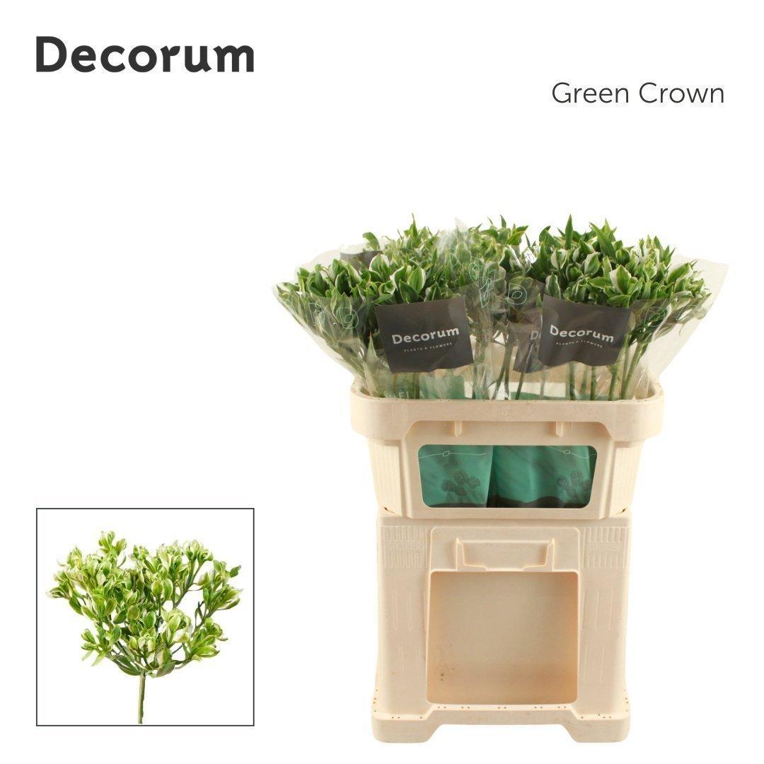 Срезанные цветы оптом Alstroemeria green crown от 25шт из Голландии с доставкой по России