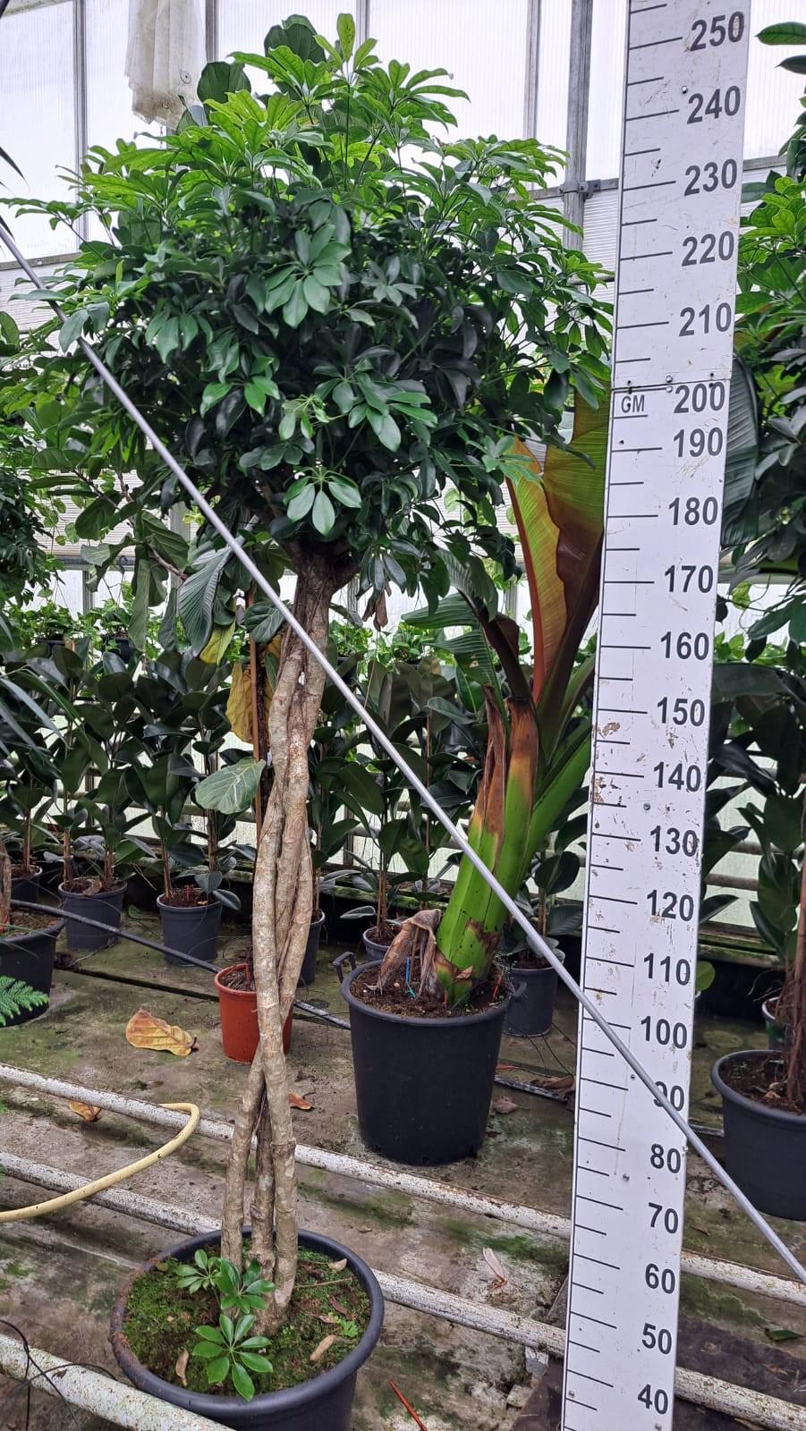 Горшечные цветы и растения оптом Schefflera Compacta Twisted от 1шт из Голландии с доставкой по России