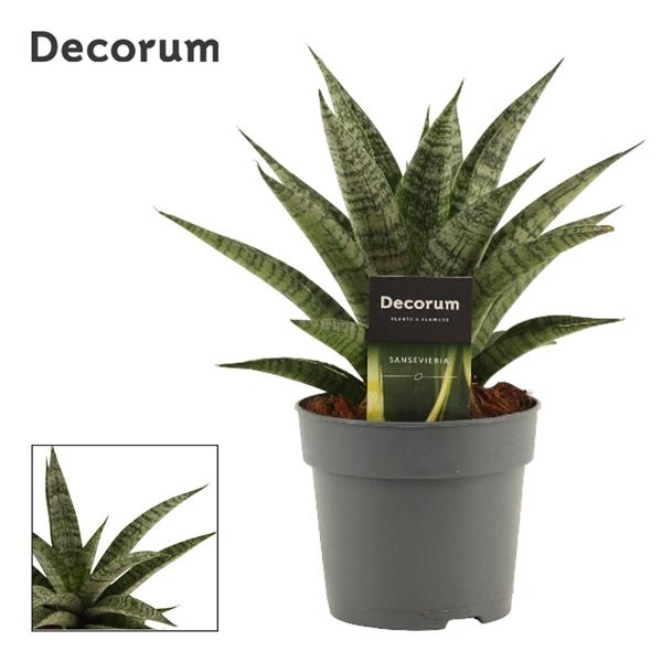 Горшечные цветы и растения оптом Sansevieria Pattaya Crown 12 Cm (decorum) от 10шт из Голландии с доставкой по России