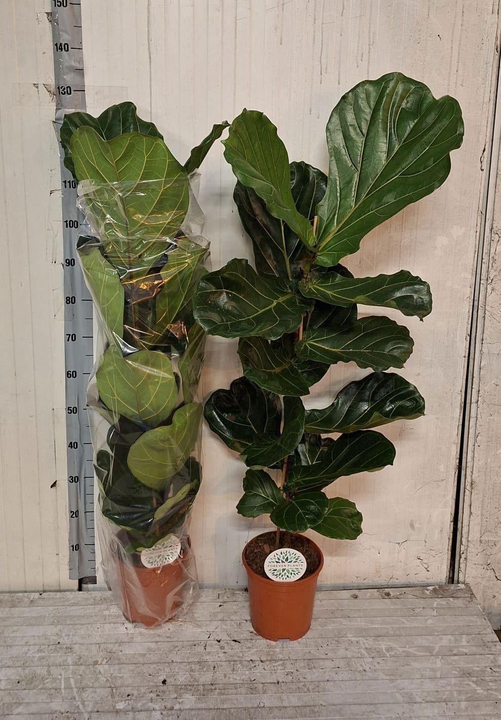 Горшечные цветы и растения оптом Ficus Lyrata от 1шт из Голландии с доставкой по России