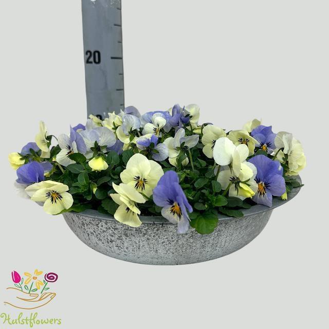 Горшечные цветы и растения оптом Vio Co Em Ytt от 1шт из Голландии с доставкой по России