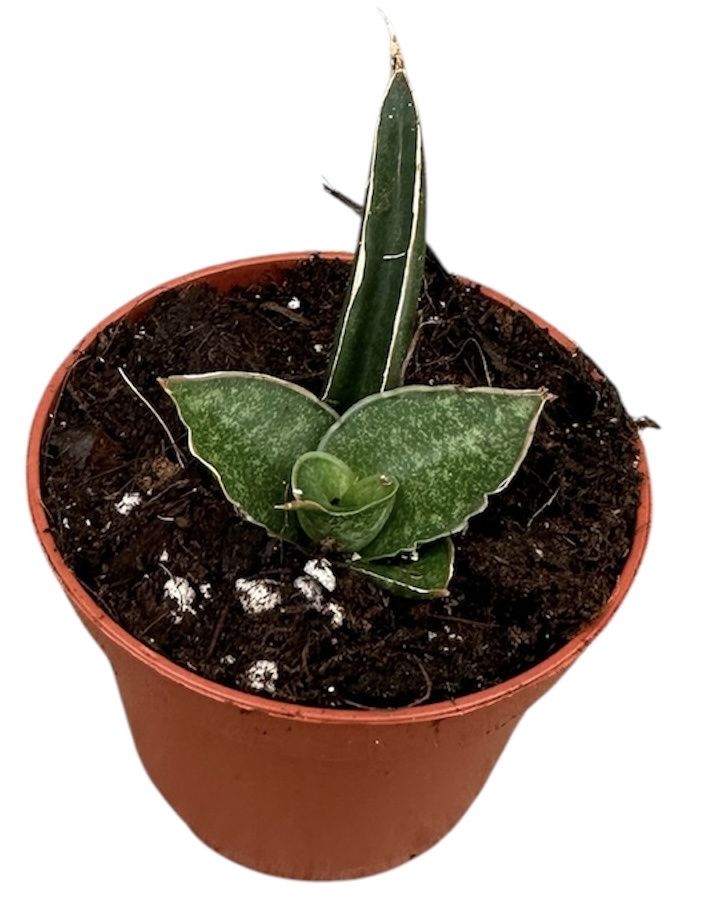 Горшечные цветы и растения оптом Sansevieria Prabu от 1шт (для телеги) из Голландии с доставкой по России