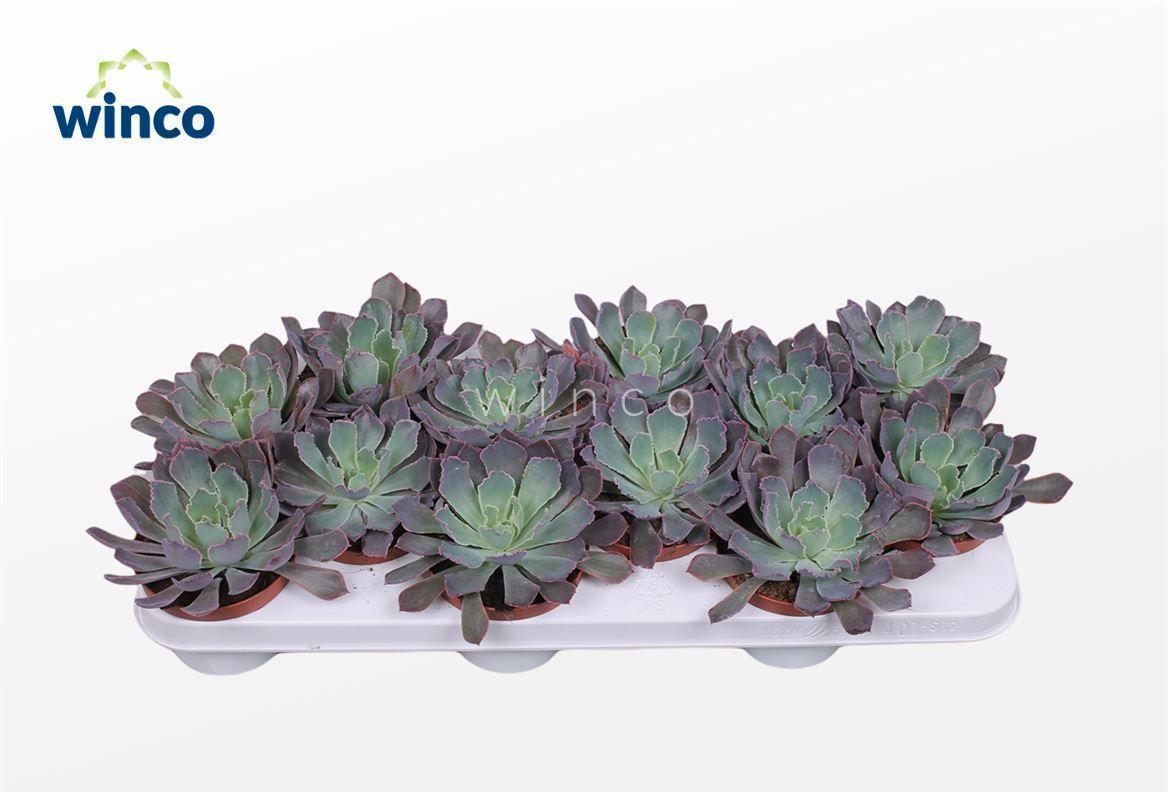 Горшечные цветы и растения оптом Echeveria Neonbreaker от 12шт из Голландии с доставкой по России