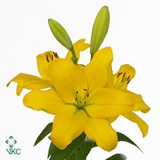 Срезанные цветы оптом Lilium la nashville от 100шт из Голландии с доставкой по России Срезанные цветы оптом Lilium la nashville от 100шт из Голландии с доставкой по России