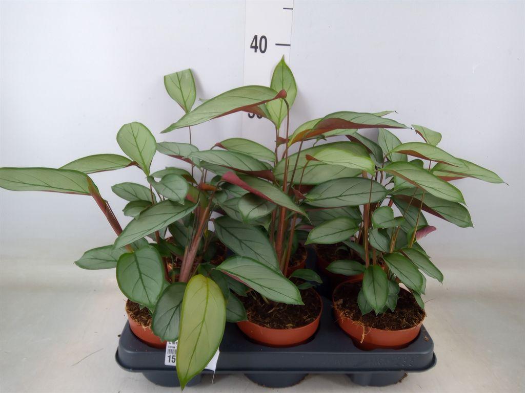 Горшечные цветы и растения оптом Ctenanthe   ... от 6шт из Голландии с доставкой по России