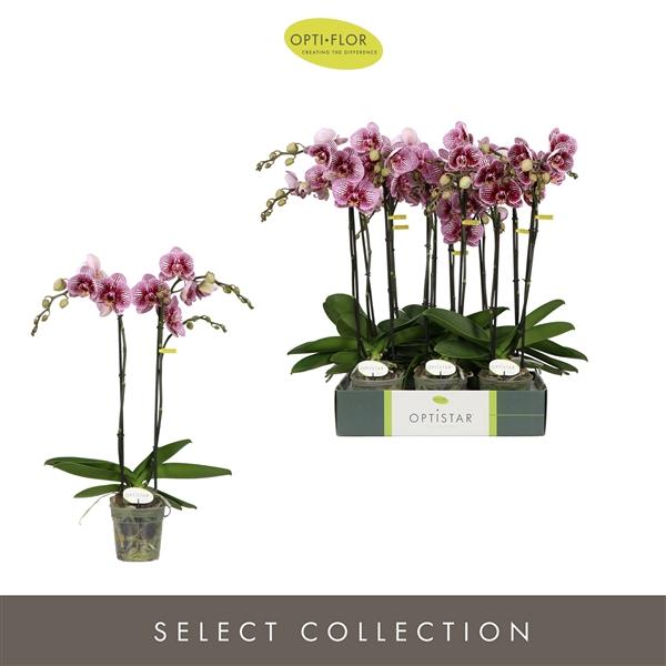 Горшечные цветы и растения оптом Optistar Prince 2 Spike от 6шт из Голландии с доставкой по России