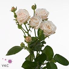 Срезанные цветы оптом Rosa spray bombastic от 30шт из Голландии с доставкой по России