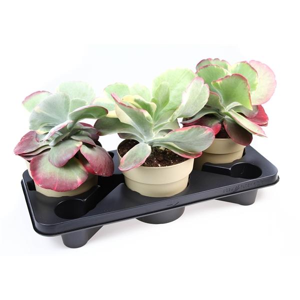 Горшечные цветы и растения оптом Kalanchoe Thyrsiflora Red Lips от 3шт из Голландии с доставкой по России