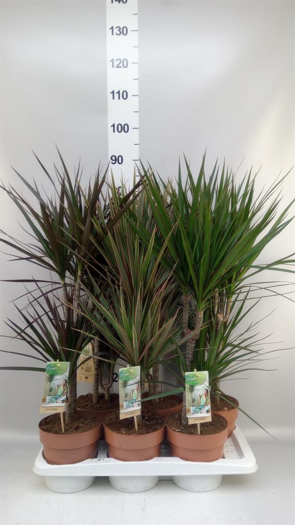 Горшечные цветы и растения оптом Dracaena ...mix от 6шт из Голландии с доставкой по России
